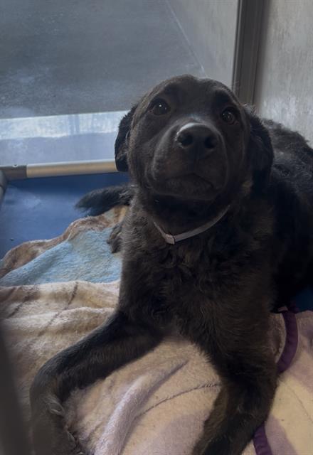 Pinky, a Labrador Retriever, available for adoption