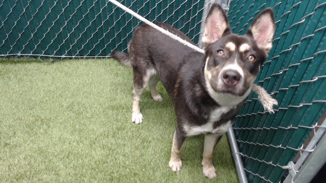 Sally, a Husky, available for adoption