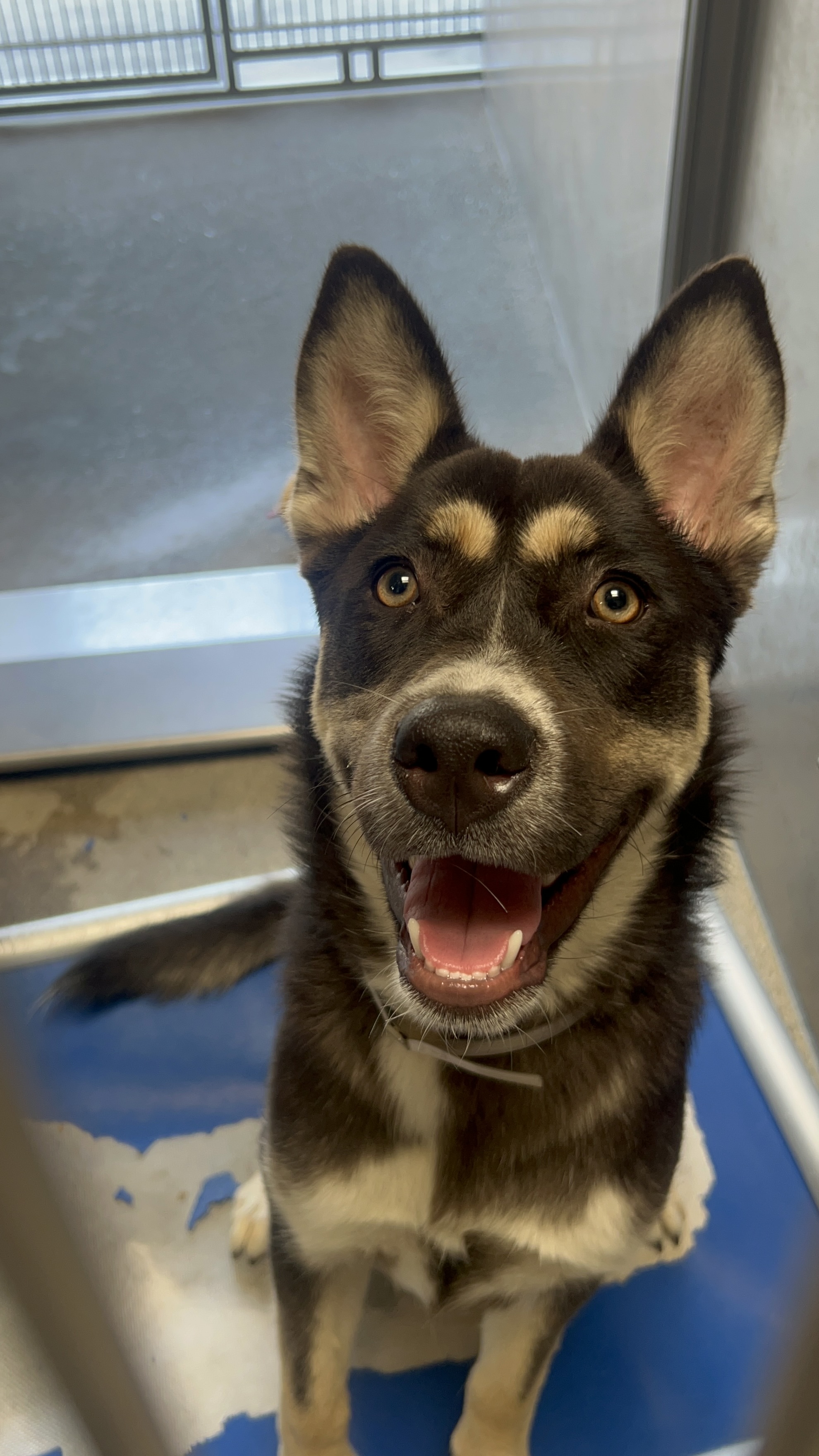Sally, a Husky, available for adoption