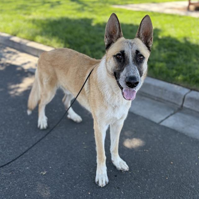 Rocket, a German Shepherd, available for adoption