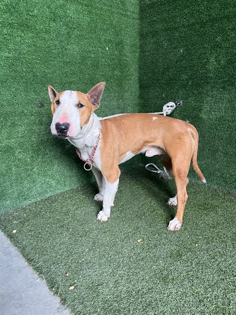 Jasper, a Bull Terrier, available for adoption