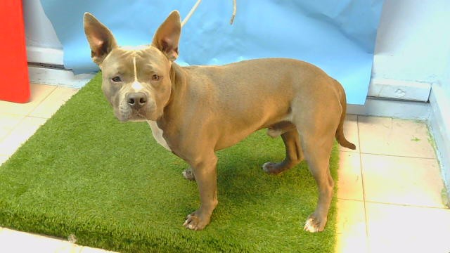 A5792392, a Bullmastiff, available for adoption