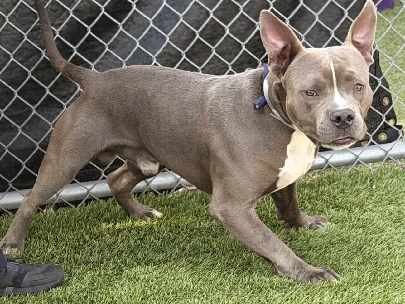 Rambo, a Bullmastiff, available for adoption