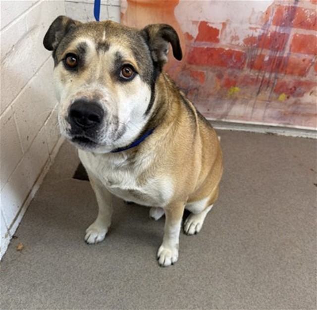 King, a German Shepherd, available for adoption