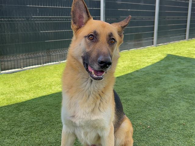 Baron, a German Shepherd, available for adoption