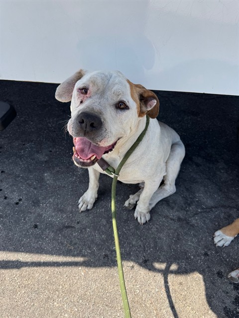 Gronk, a Bullmastiff, available for adoption