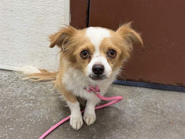 Linus, a Chihuahua (mix breed), available for adoption