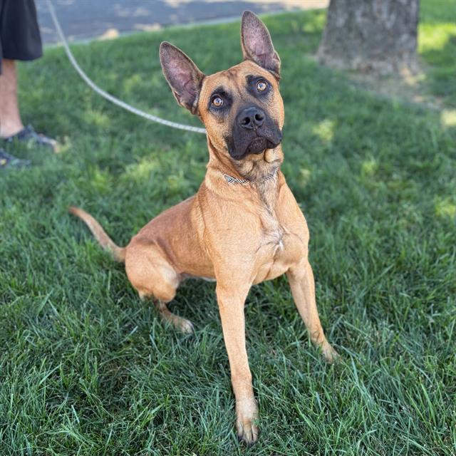 Alcatraz, a Belgian Shepherd Malinois, available for adoption