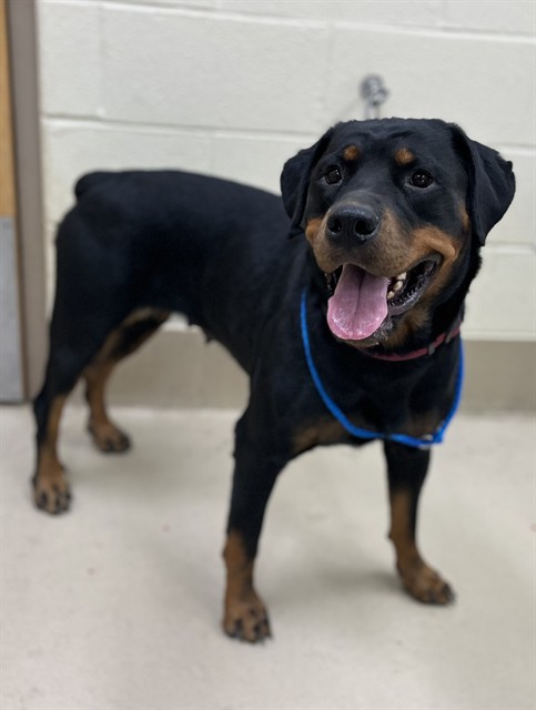 Bayou, a Rottweiler (mix breed), available for adoption