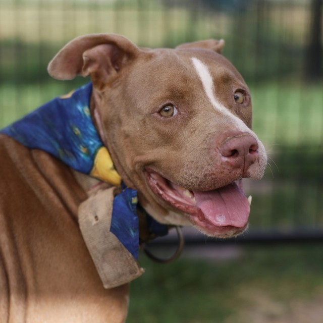 Adoptable pet photo