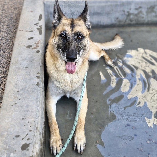 Adoptable pet photo