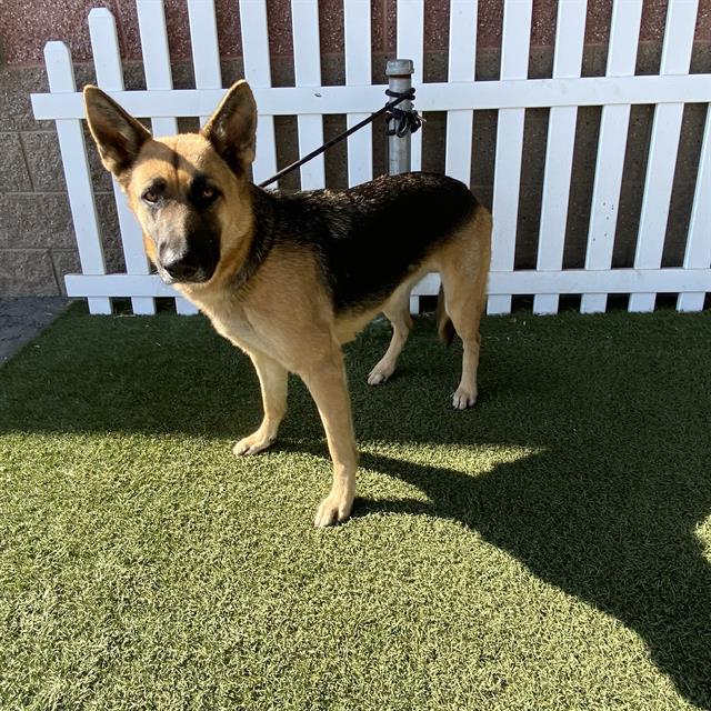 Adoptable pet photo