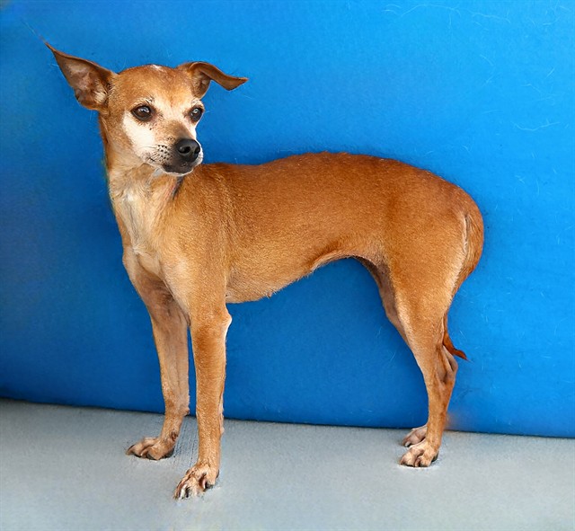 Adoptable pet photo