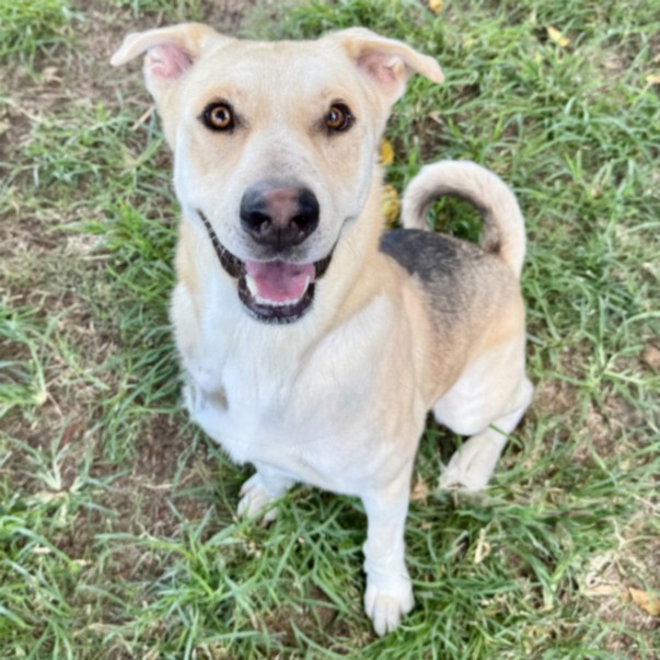 Adoptable pet photo