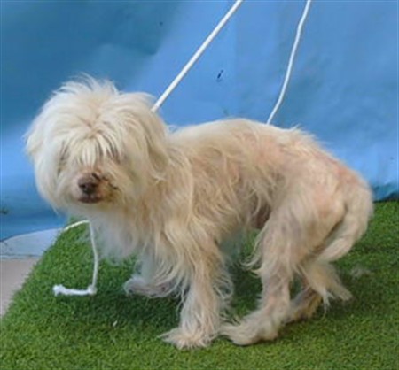 Adoptable pet photo