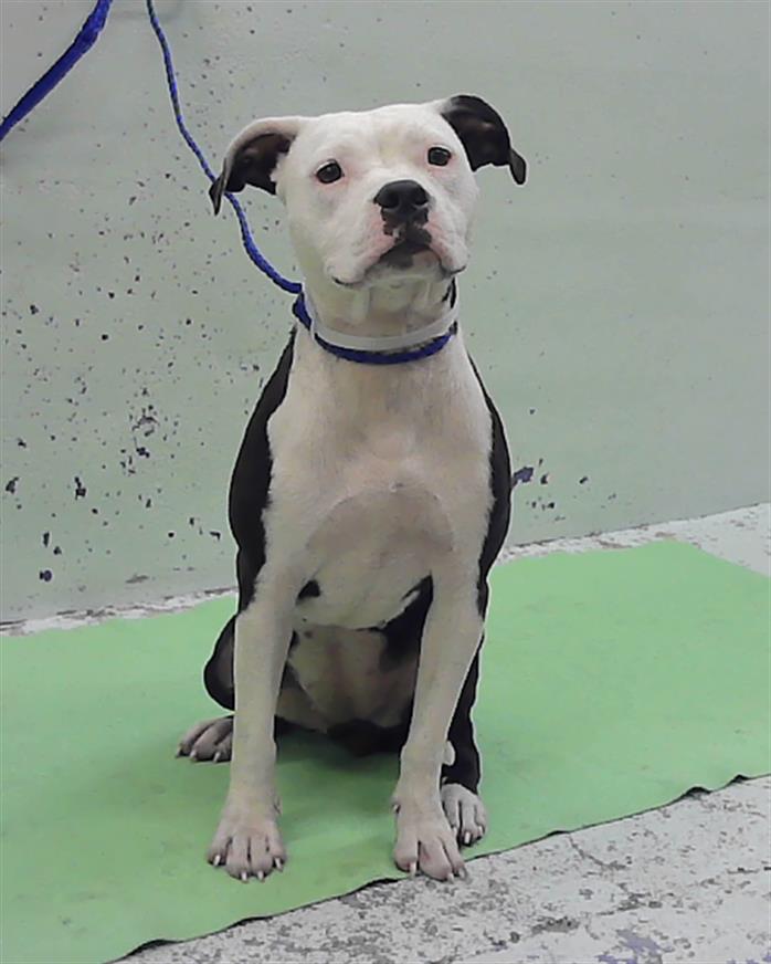 Adoptable pet photo