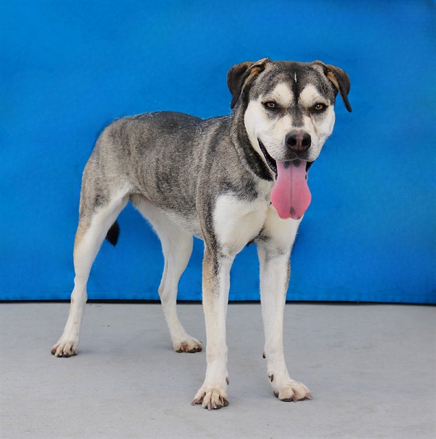 Peep, a Siberian Husky, available for adoption