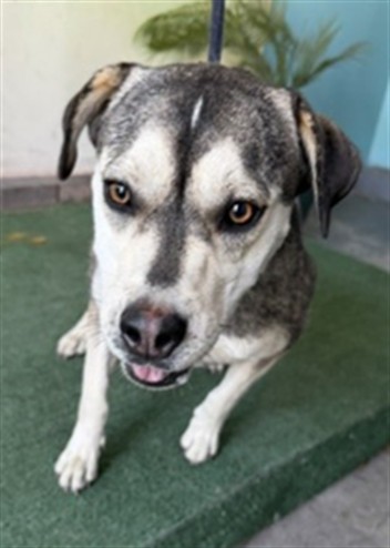 Adoptable pet photo