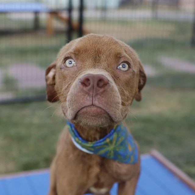 Adoptable pet photo