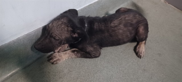 Adoptable pet photo
