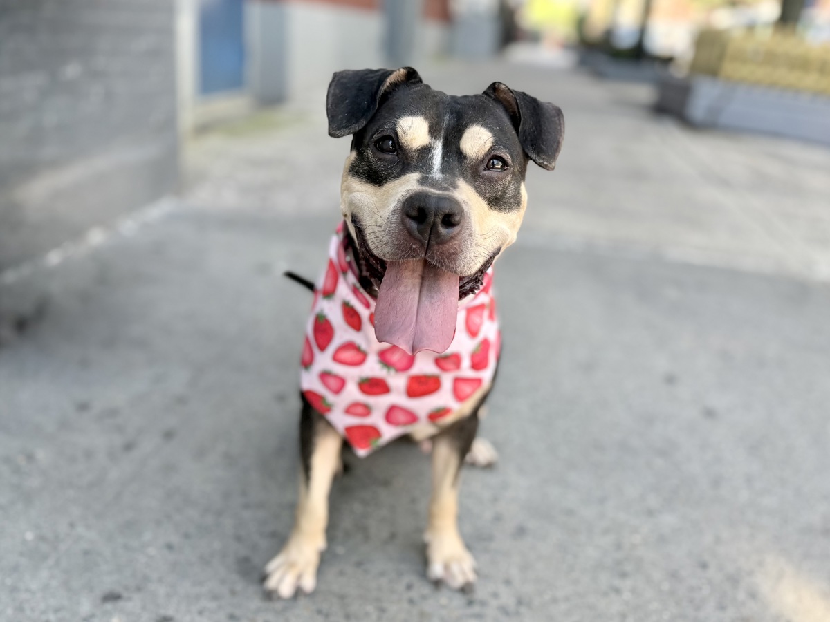 Other Photos of thie Dog