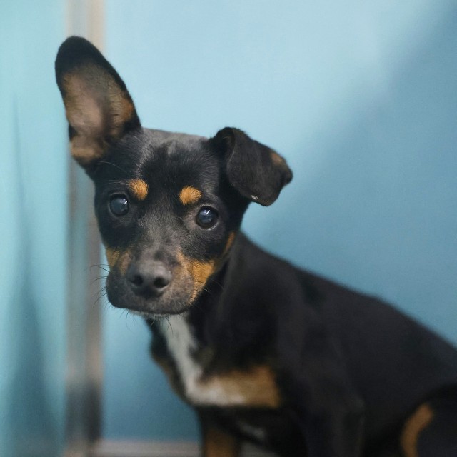 Chihuahua (mix breed) available for adoption