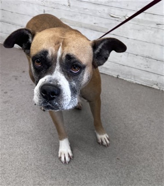Pit Bull Terrier (mix breed) available for adoption