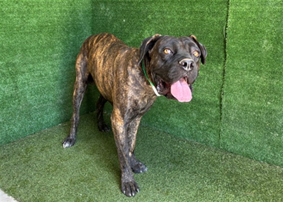 Rocky, a Cane Corso Mastiff, available for adoption