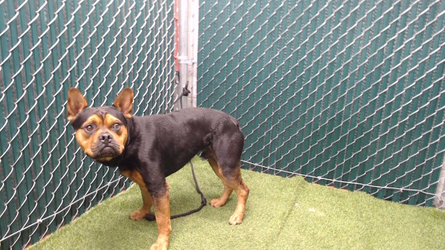Marshall, a French Bulldog, available for adoption