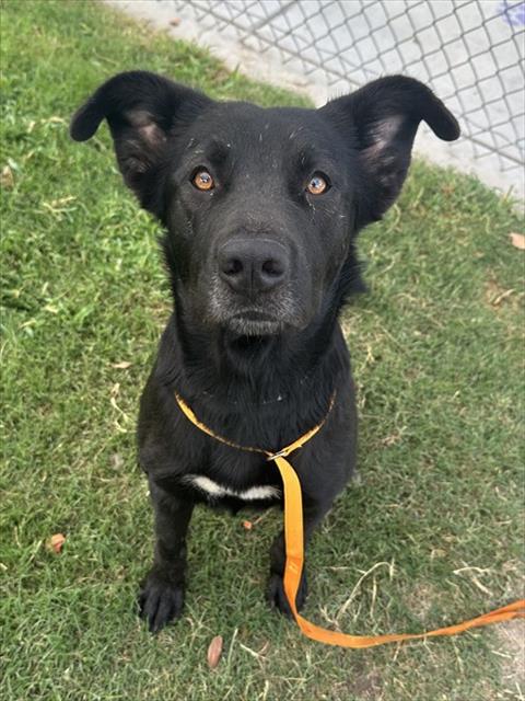 Mystique, a Labrador Retriever, available for adoption