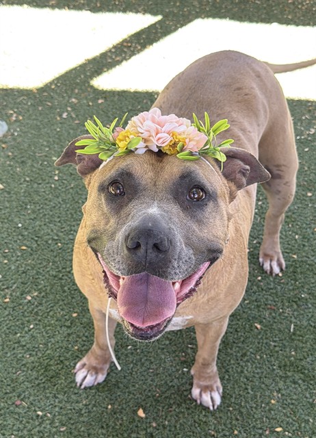 Bella, a Pit Bull Terrier, available for adoption