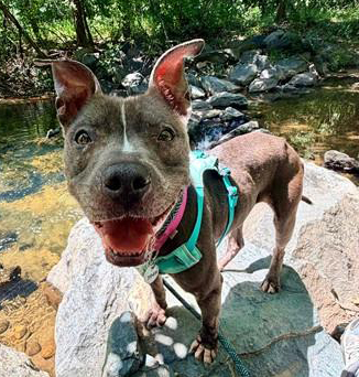 Ashley, a Pit Bull Terrier (mix breed), available for adoption