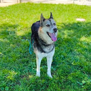 Izzy, a German Shepherd, available for adoption