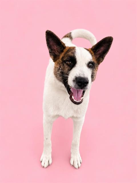 Penelope, a Akita (mix breed), available for adoption