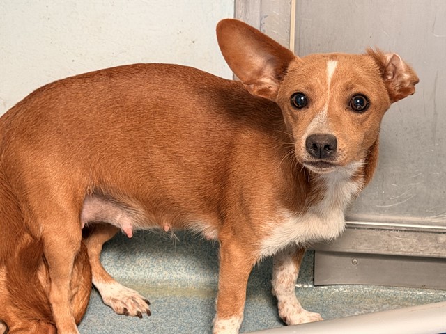Salsa, a Chihuahua, available for adoption