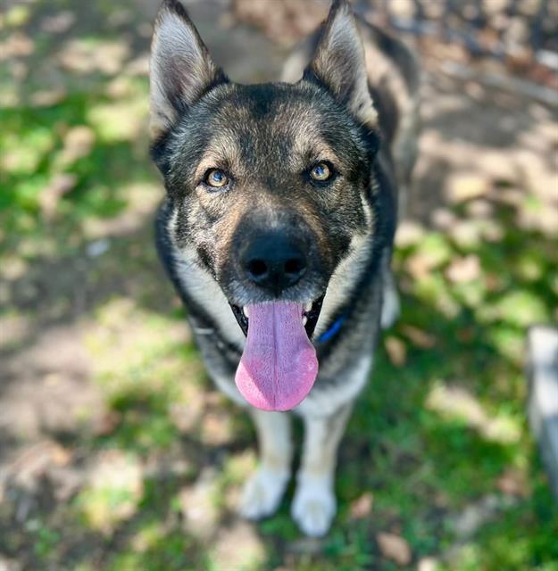 Bravo, a Shepherd (mix breed), available for adoption