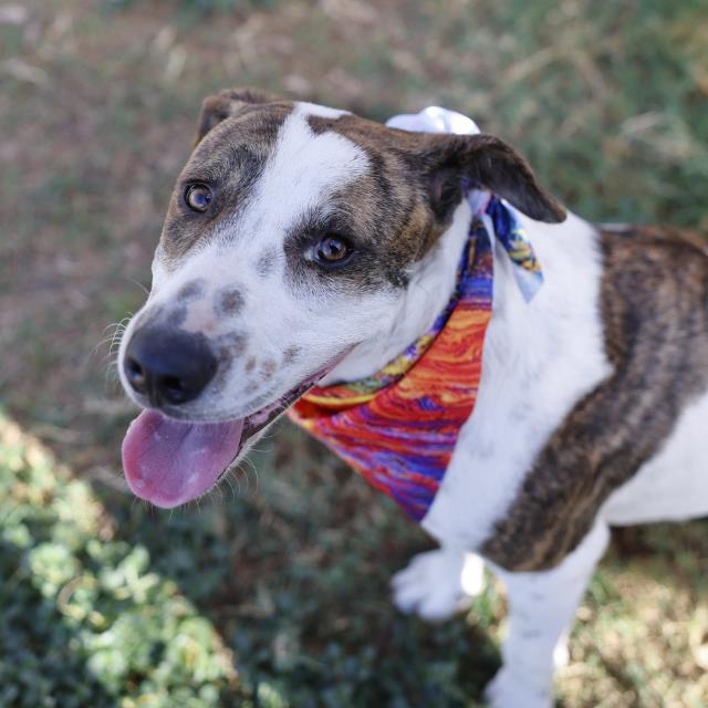 Brock, a American Staffordshire Terrier, available for adoption