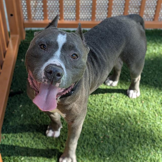 Jo Jo, a Pit Bull Terrier, available for adoption
