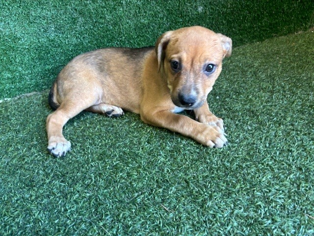 Marigold, a Pit Bull Terrier, available for adoption