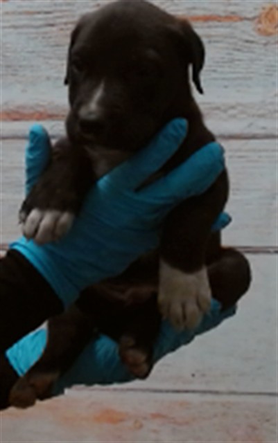 Wakka, a Shepherd (mix breed), available for adoption