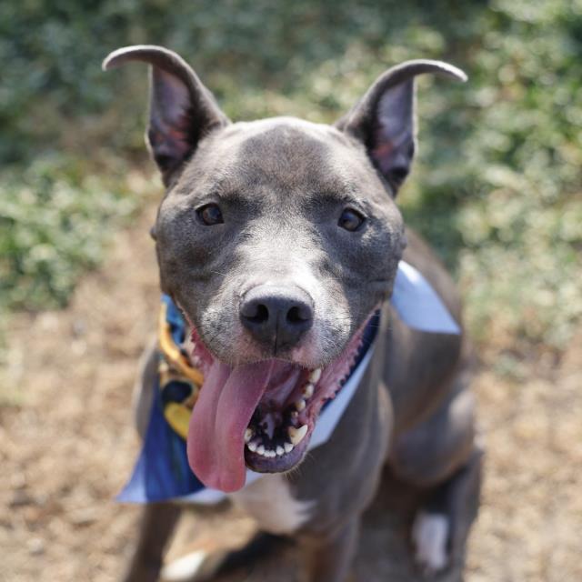 Draco, a American Staffordshire Terrier (mix breed), available for adoption