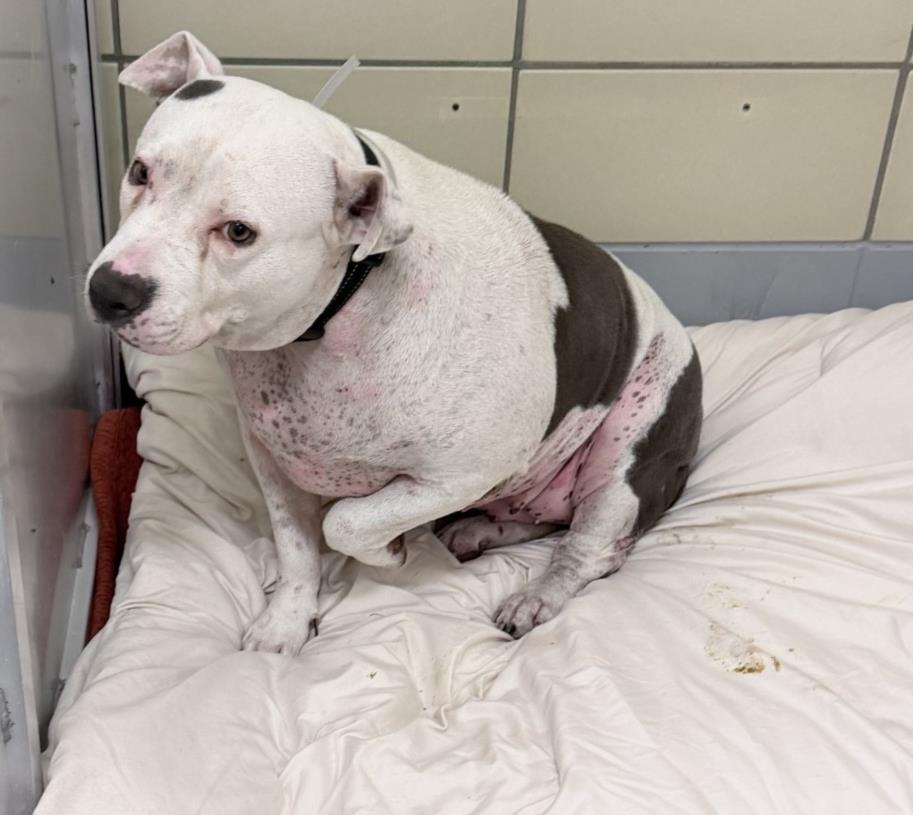 Sefi, a Staffordshire Bull Terrier (mix breed), available for adoption