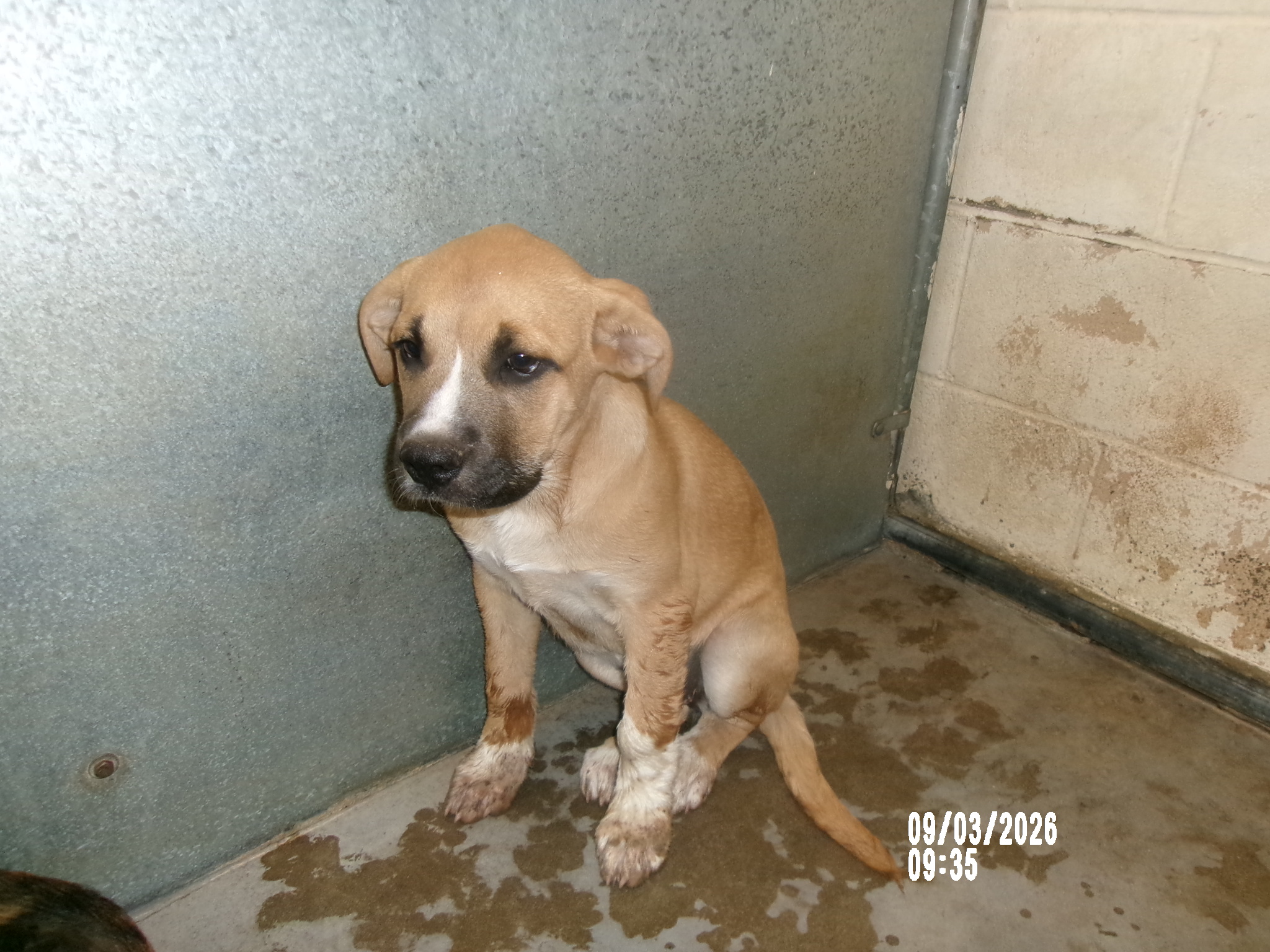 June, a American Staffordshire Terrier (mix breed), available for adoption