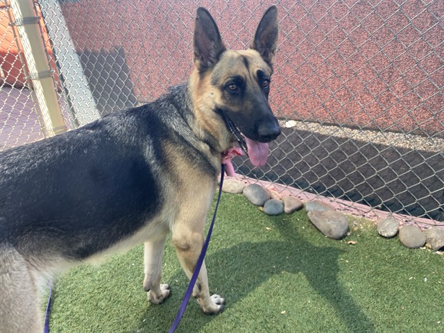 Evelyn, a German Shepherd (mix breed), available for adoption