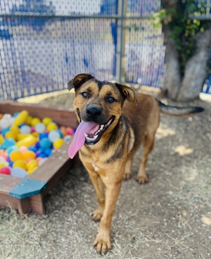 Dave, a Shepherd (mix breed), available for adoption
