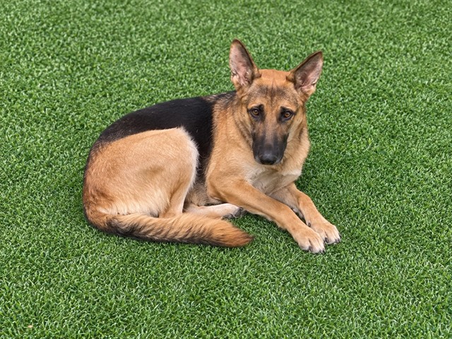 Mrs Lindsay, a German Shepherd, available for adoption