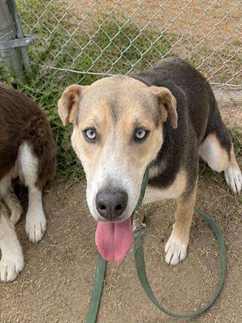 Rogie, a Shepherd (mix breed), available for adoption