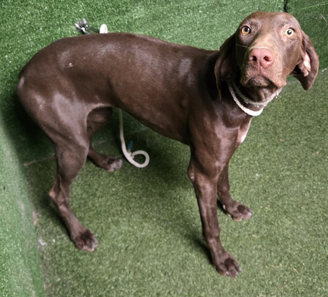 Darleen, a Pointer, available for adoption