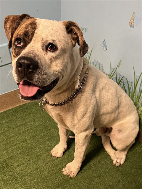 Tundro, a Bullmastiff, available for adoption