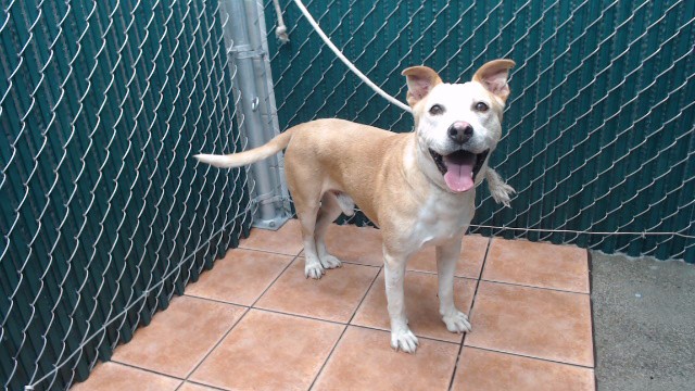 Max, a Bullmastiff, available for adoption